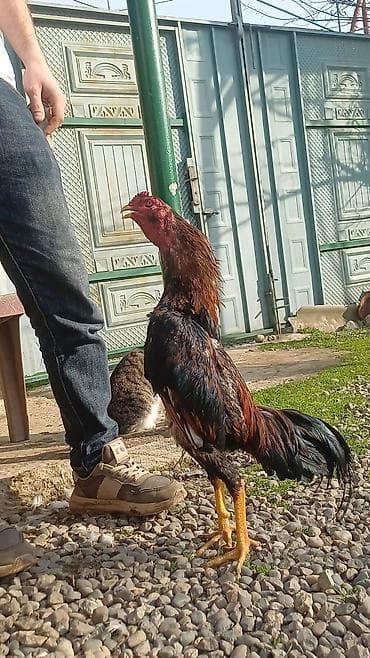 Saglam və təmiz qan 9 aylıq heyvandır satmaq səbəbim vacib pul lalafo.az -da Saglam və təmiz qan 9 aylıq heyvandır satmaq səbəbim vacib pul