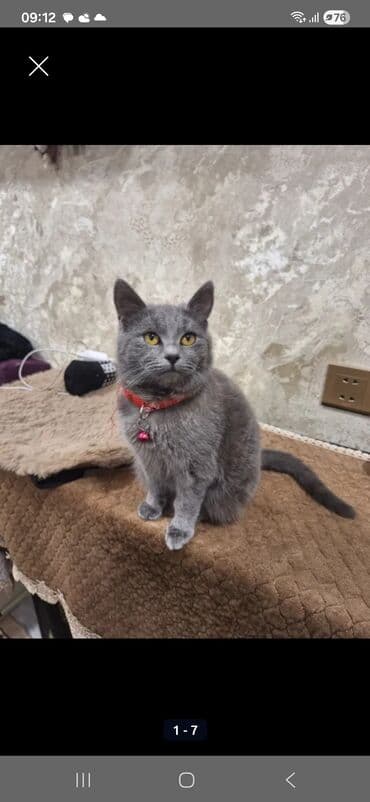 keçi dişi: Dişi, Yaxşı əllərə, Ünvandan götürmə — 3