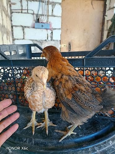 rahibə toyuqu: Toyuq cücələri, Ətlik — 1