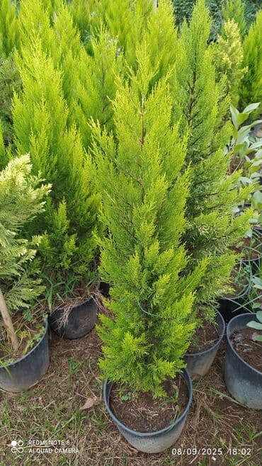 tikanli bitkiler: Limonni yolka şitili sifariş üçün vhatsapa yaza bilersiz agac gül — 4