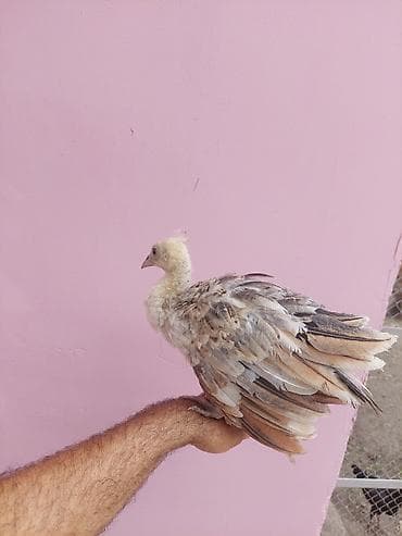 qus qefes: Salam tovuzquşu balalari satilir. 1 ededi 40 manata — 3