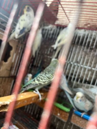 попугай жако купить в баку: Papuqay — 4