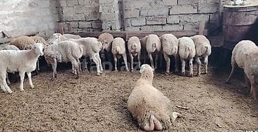 elxan elatlı belcika ovcarkası pdf: Qurbanlıq quzular. Tam sağlam kəsimə yararlı öz heyvanlarımın — 1