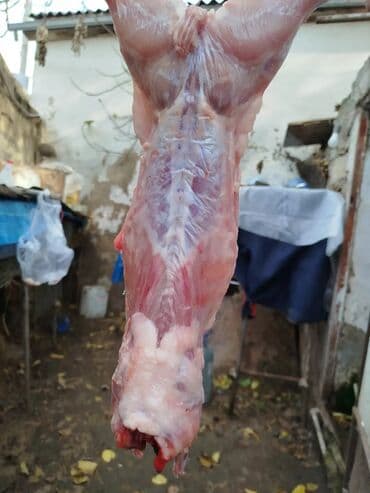 baliq topdan satis: Dovşan eti halal kesilmiş halal ceki 1 ededi gelir 1k.800q. 1k.500q — 31