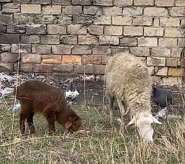 Ana bala qoyun satılır