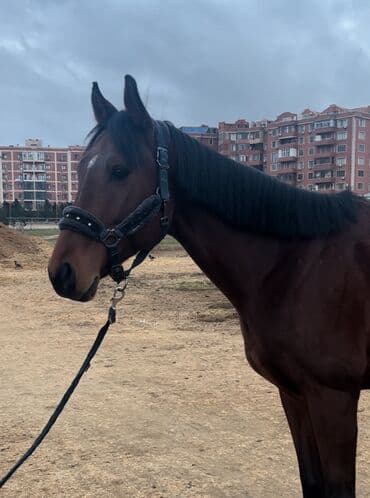 yorqa atlar: Erkək, il: 4 — 2