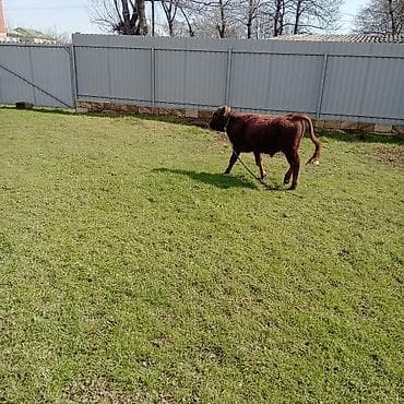 anqus dana: Dana, buzov, Erkək, ay: 8, Ətlik — 3