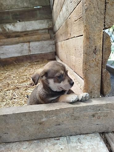 ov itlerinin satisi: Zvanok böyümüyen itler satilir qulaği sallağ ela zvanoklardi — 9