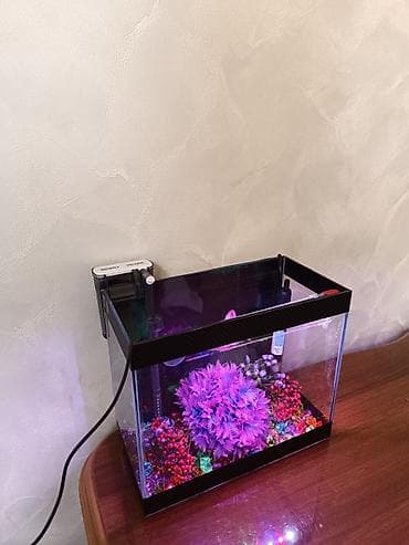 Akvariumlar: 11 litr akvaryum boş 12 mana
tam dolu 35 man — 1