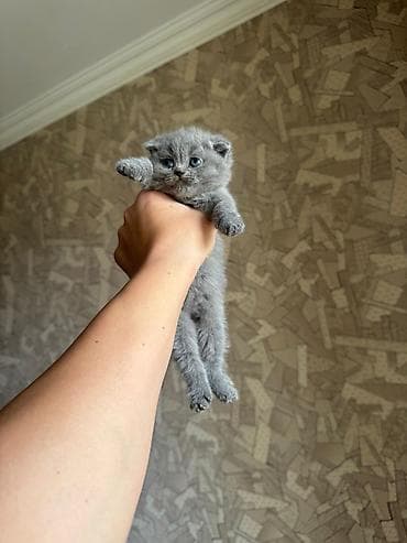 ev heyvanları: Şotland, Yaxşı əllərə — 1