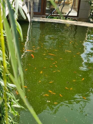 betta balıq: Qızıl balıq, Sülhsevər, Ünvandan götürmə — 5