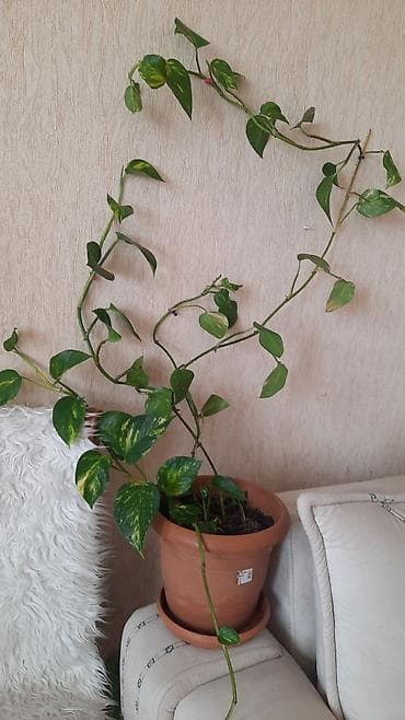 Epipremnum aureum (Pothos, “Qızıl sarmaşıq”) – bərk saxsı qabda otaq