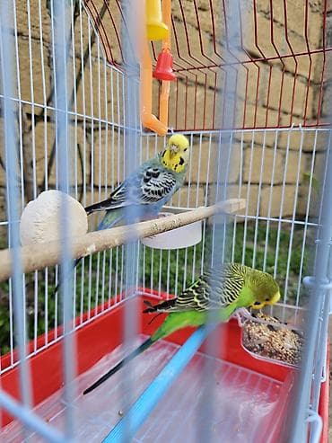 pisik ucun: Zəng yox, yalnız whatsapp!!! Alman cinsi - dişi, Çex cinsi - erkək — 1