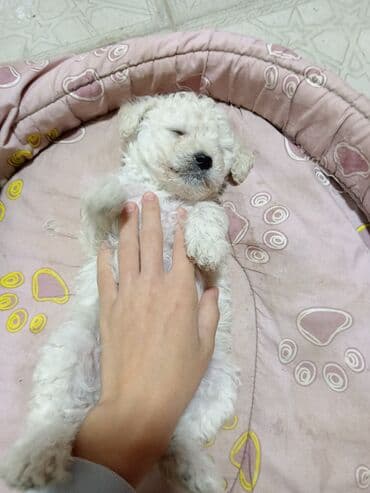 Pudel, 3 ay, Ünvandan götürmə