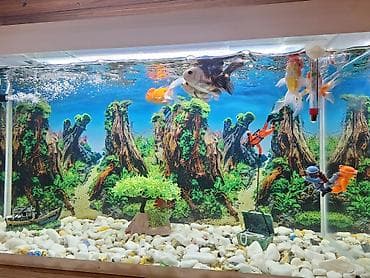 balığlar: Dördbucaq akvarium, Balıqlarla birlikdə, 75 l — 5