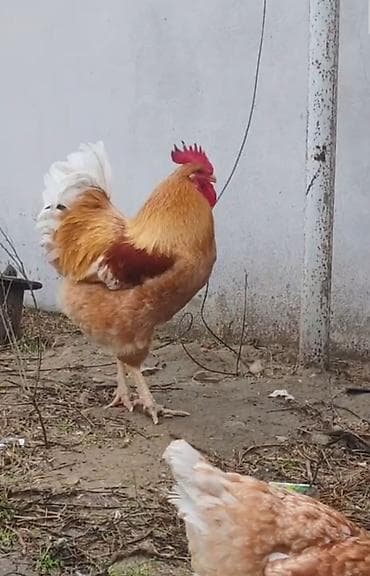 heyrati xoruz: Lohman braun xoruzu satilir 16 ayliqdi aktiv agir cekili qusdu tecili — 1