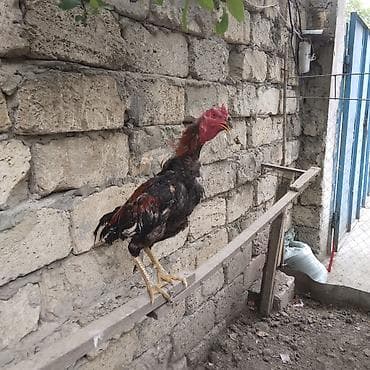 бу ковры: Heyratı beçə satılır cins heyvandı bir gözü kordur dölüy kimi satılır — 2