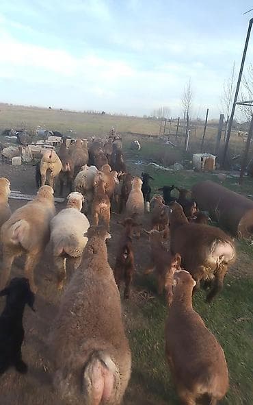 gence toyuq cuce: 54 qoyun 2 erkək 42 quzu 12 si də boğaz — 1