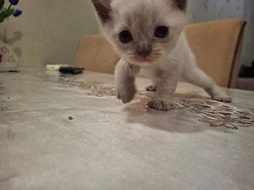 ragdoll pişik: Şotland — 5