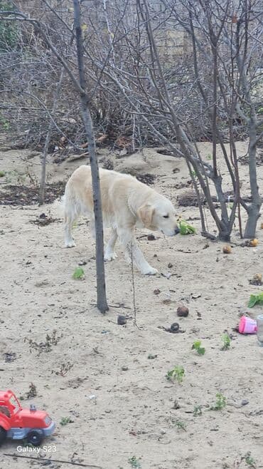Muncuqlar: Retriever, Dişi — 3