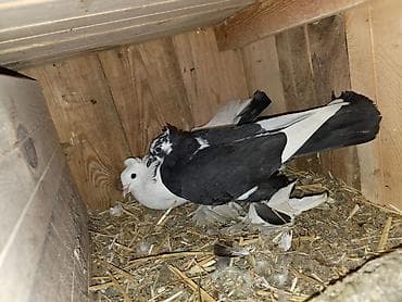 Qiymet 3 quşa goredi cut ve tek satilir