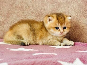 nişan şəkilləri: Şinşilla, Erkək — 1