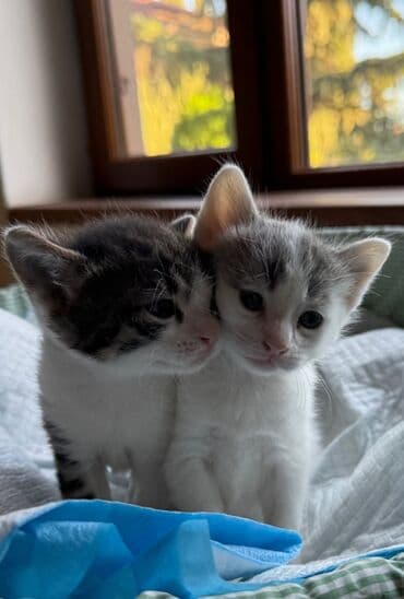 отдам котят в добрые руки: Erkək, Dişi, Yaxşı əllərə — 1