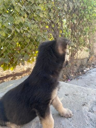 çoban iti satılır: Alman çoban iti, 2 ay, Dişi, Peyvəndli — 2