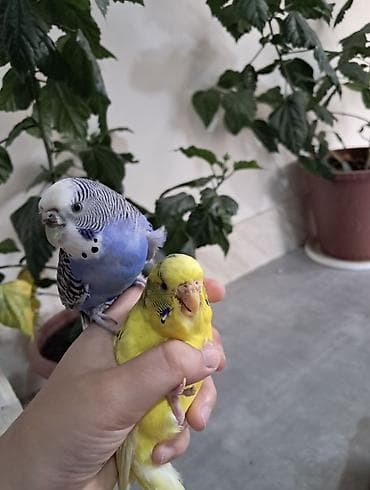 ovcarka satilir: 2 dene quş +Qefesi ile birlikte satilir sağlam quşlardi — 2
