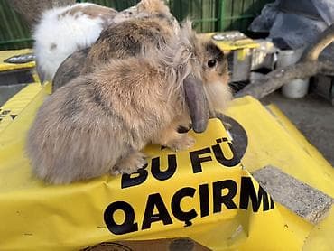 akvarium dekor: 🐰 Mini Lop dovşanlar 🤍 4 ədəd sağlam və baxımlı mini lop var. • 2 — 8