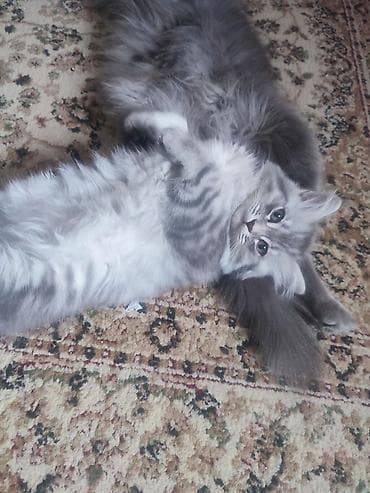 pişik geyimləri: Britan — 7