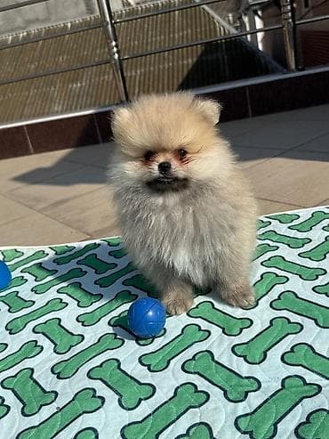 husky balası: Şpitz, Erkek — 2