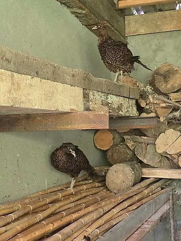 Quş əti: Məhsul: Qırqovul quşları (çütlük) Təsvir: - Şəkillərdə göstərilən — 1