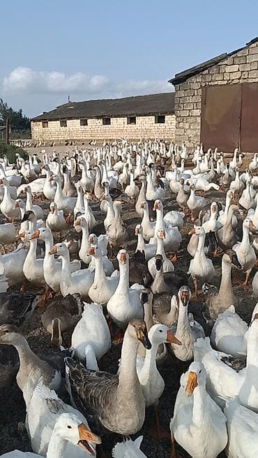 xaski balalari satilir: Salam . 1illik linda kuban qaz surusu satılır 400ədəd qazdı tam — 3