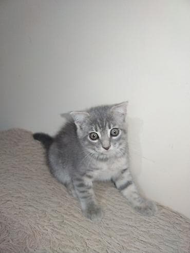 ucuz cuce: Tabbi, Yaxşı əllərə — 1