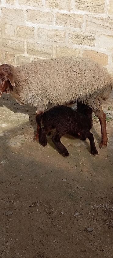 Heyvanlar üçün mallar: Salam ünvan Bakıin maştağa kendi obşi 5 baş heyvanlar 2 baş ana-bala 1 — 3