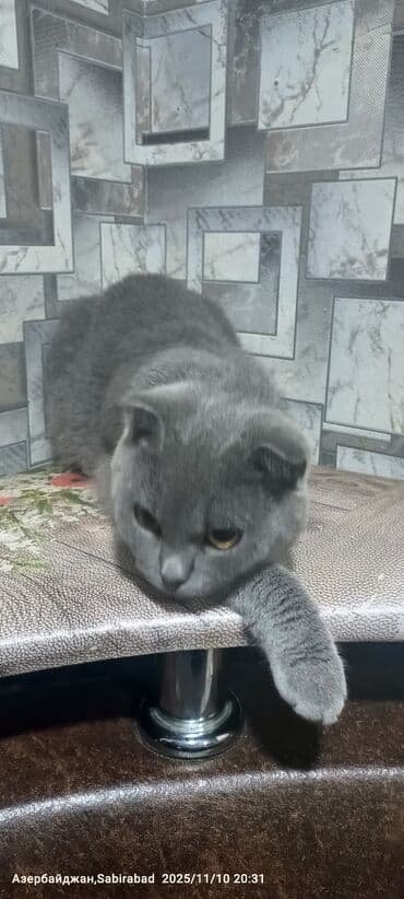 pişik dırnaq: Şotland — 2