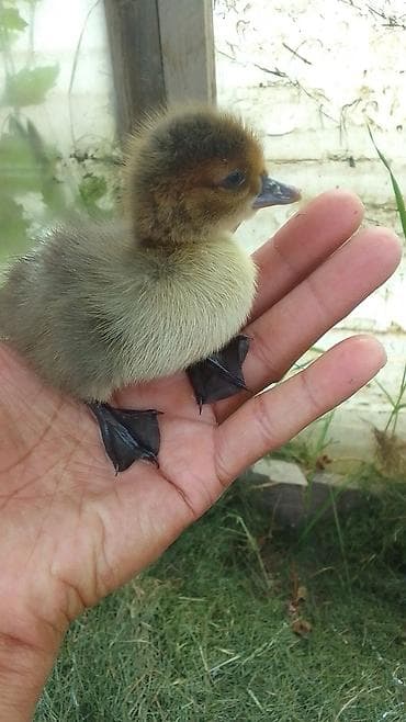 ördəyi: Məhsul: Ördək balaları (paça ayaqlı, geniş dimdikli) Təsvir: - — 1