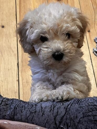 Pudel, 2 ay, Erkek, Peyvəndli, Ödənişli çatdırılma lalafo.az -da Pudel, 2 ay, Erkek, Peyvəndli, Ödənişli çatdırılma