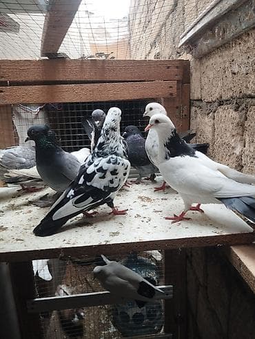 qara baş quşlar: Məhsul: Ev göyərçinləri – müxtəlif rəng və naxışlarda dekorativ/uçuş — 3