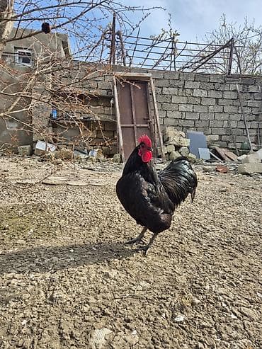 sumatra xoruz: Xoruz, il: 1 — 2