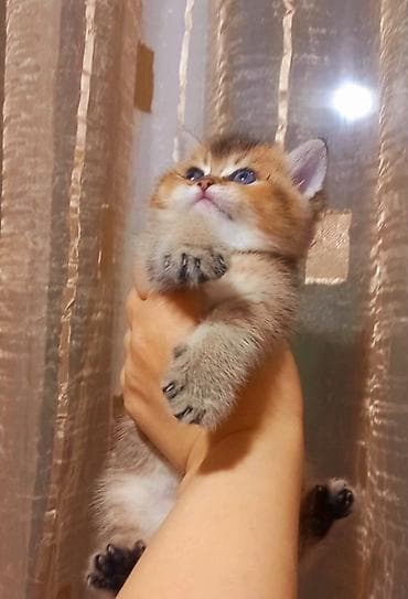 Britan, Dişi, Yaxşı əllərə, Ünvandan götürmə