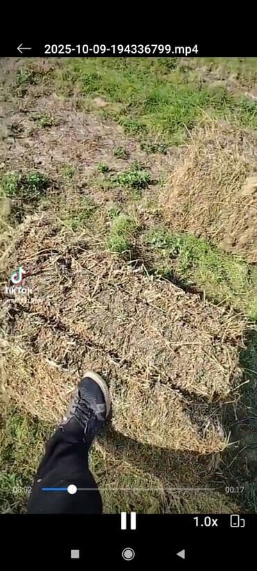 bala pişiklər: Balya yonca/saman - Tarladan yığılmış, preslənmiş düzbucaqlı balyalar — 3