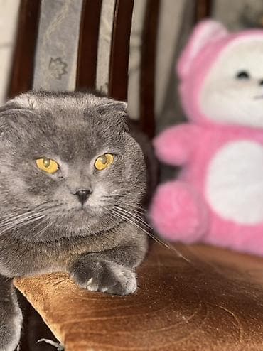 diri quzu satisi: Şotland, Erkək, Cütləşmə üçün — 4