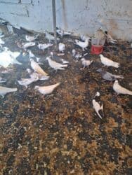 quş yuvasi: 4 manat Təsvir: - Növlər: müxtəlif rəng və naxışlarda ev/oyun — 14