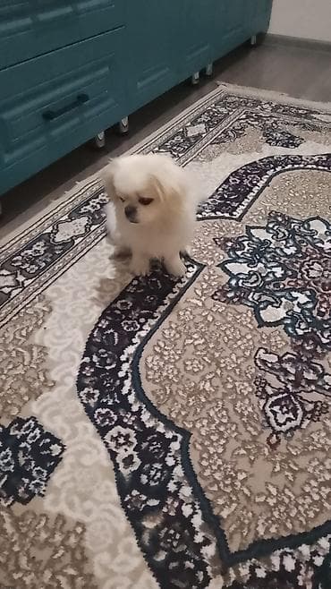 Собаки: Пекинес, 8 месяцев, Самка, Бесплатная доставка — 6