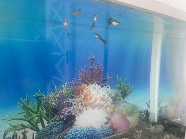 kompresör 100 lt: Dördbucaq akvarium, Balıqlarla birlikdə, 20 l, Ünvandan götürmə — 4