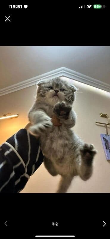 pişik bala: Britan yastı qulaq, Erkək, Dişi, Ünvandan götürmə, Ödənişli çatdırılma — 3