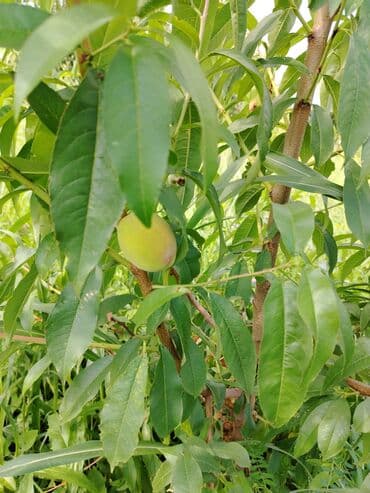 chia toxumu harda satılır: Gilas bağı satılır içində 25 sot sənəd kopça 3 illik bağdı qiymət — 1