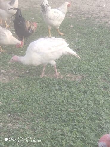 Гуси: Hinduşka tam sağlam erkək dişi var — 5